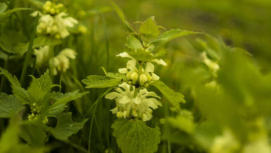 Have You Talked to the Weeds in Your Garden Lately? photo of stinging nettle flowers